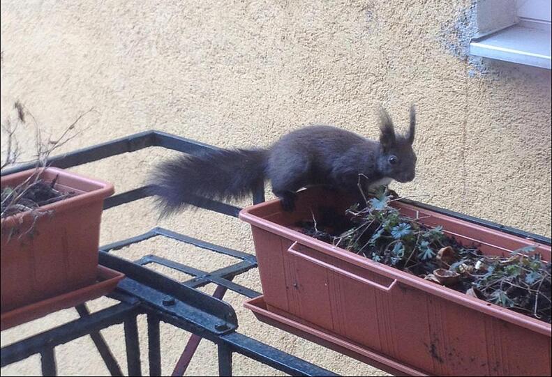 Ertappt! Das Neuhauser Eichhörnchen (hier ein Archivbild) wurde jetzt auch in Milbertshofen gesichtet.