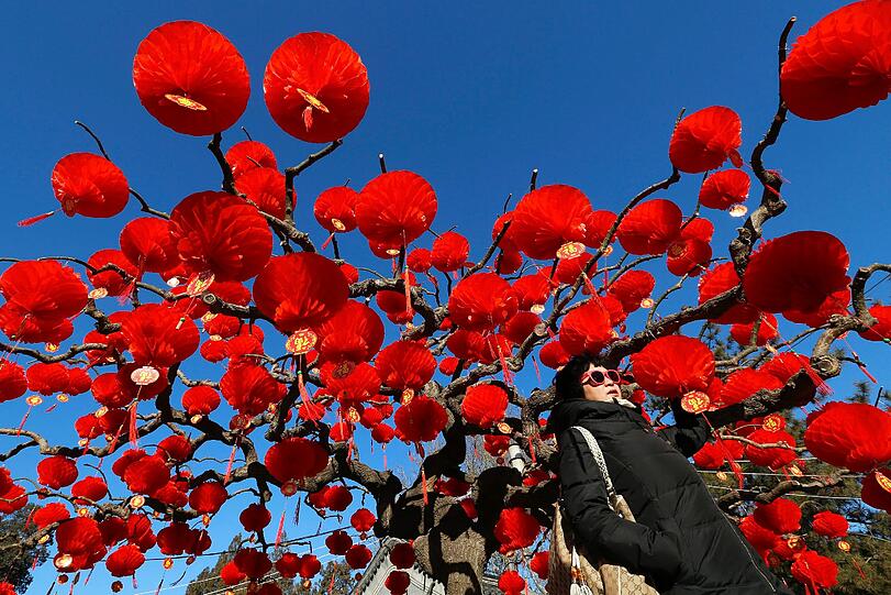 Der im Februar noch kahle Baum wird einfach mit roten Lampions geschmückt: am 8. Februar ist chinesisches Neujahr - und die Vorbereitungen dafür laufen auf Hochtouren.