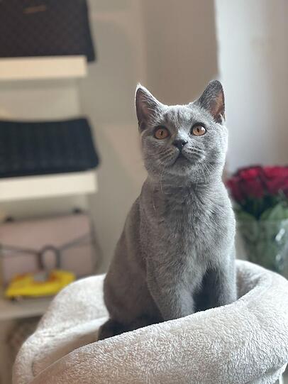 Ayla