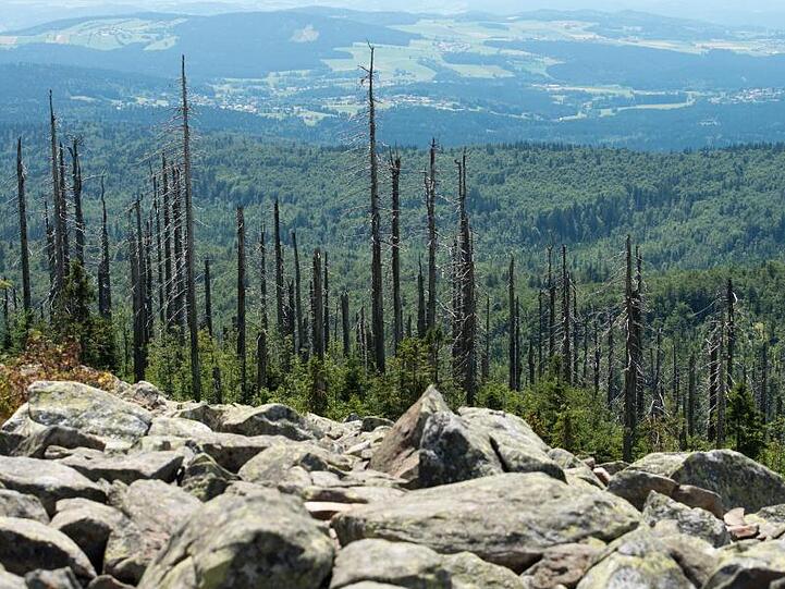 Blick vom 1373 Meter Hohen Gipfel des Lusen nahe Neuschönau in den Bayerischen Wald. Foto: picture alliance / dpa / Archivbild