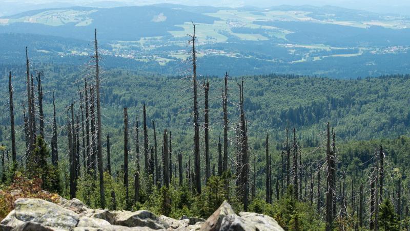 Blick vom 1373 Meter Hohen Gipfel des Lusen nahe Neuschönau in den Bayerischen Wald. Foto: picture alliance / dpa / Archivbild
