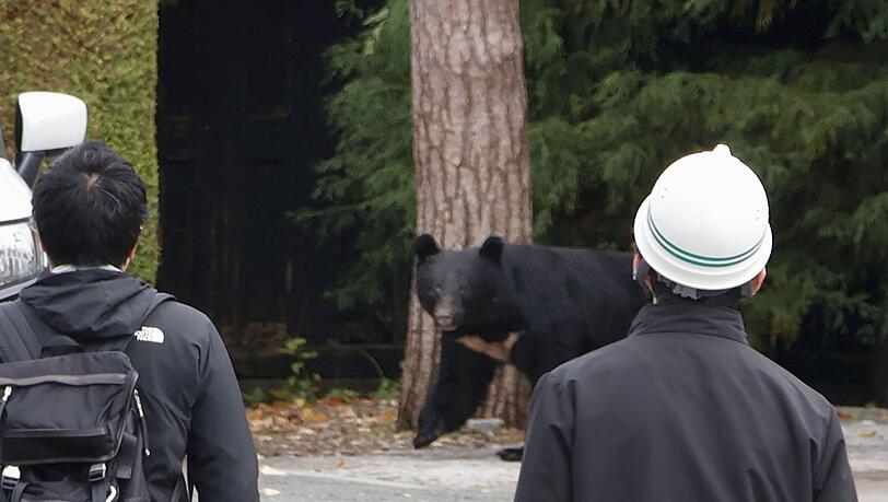 In Japan kommt es seit Jahren vermehrt zu gef&auml;hrlichen Begegnungen zwischen B&auml;ren und Menschen. So wie hier in der Pr&auml;fektur Iwate. In Fukushima hat nun ein Schwarzb&auml;r mehrere Menschen angegriffen. (Archivbild)