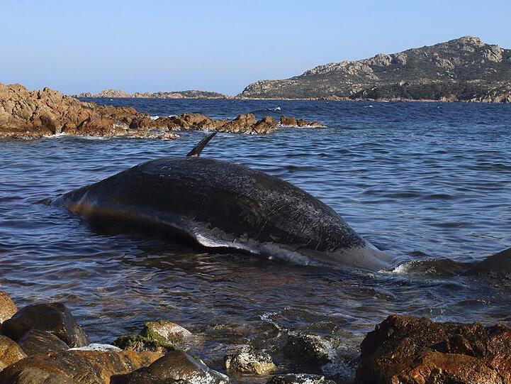 Der tote Potwal wurde vor der italienischen Urlaubsinsel Sardinien entdeckt.