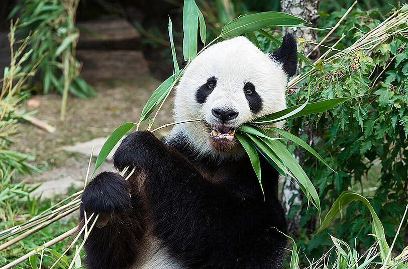 Der Wiener Tierpark trauert um sein Panda-Männchen Long-Hui.