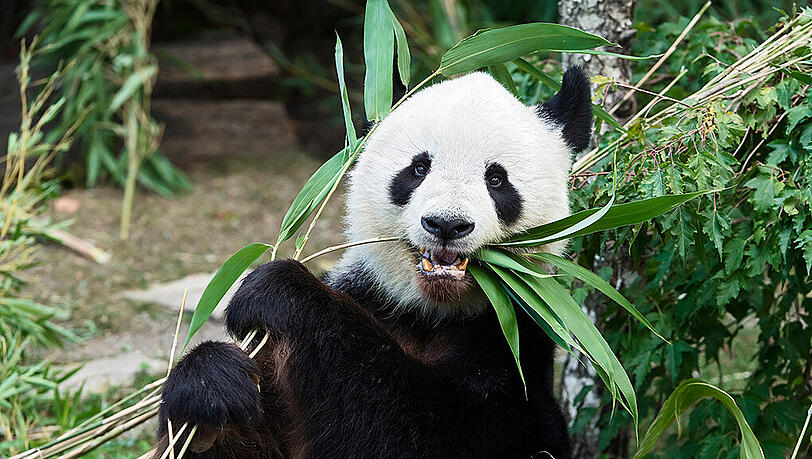 Der Wiener Tierpark trauert um sein Panda-Männchen Long-Hui. Der Wiener Tierpark trauert um sein Panda-Männchen Long-Hui.