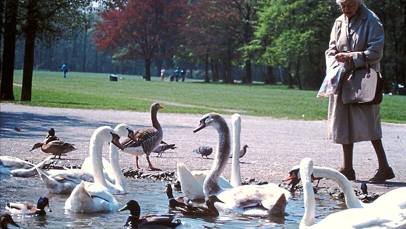 Alltagsporträt: Enten und Schwäne im Englischen Garten. Eine Münchnerin füttert die Tiere. Ein Bild aus dem Jahr 1978.