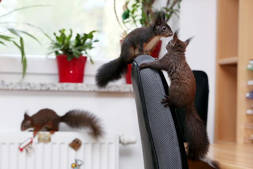 Bilder von Nanni, dem putzigen Eichhörnchen...