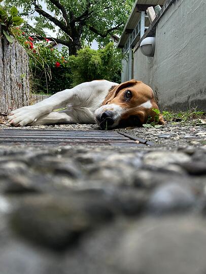 Anka