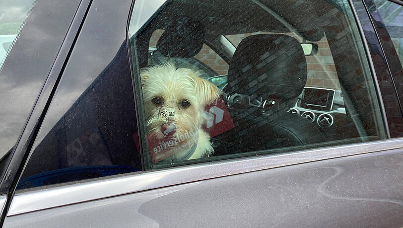 Im Sommer kann für einen eingesperrten Hund ein Auto binnen weniger Minuten zur tödlichen Falle werden. Im Sommer kann für einen eingesperrten Hund ein Auto binnen weniger Minuten zur tödlichen Falle werden.