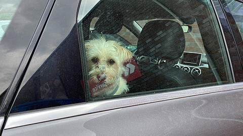 Im Sommer kann f&uuml;r einen eingesperrten Hund ein Auto binnen weniger Minuten zur t&ouml;dlichen Falle werden.