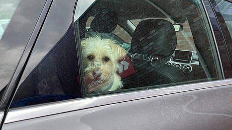 Im Sommer kann f&uuml;r einen eingesperrten Hund ein Auto binnen weniger Minuten zur t&ouml;dlichen Falle werden.