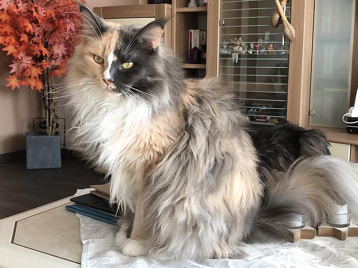 Lilly