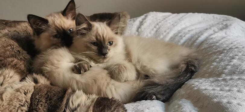 Socke und Flocke