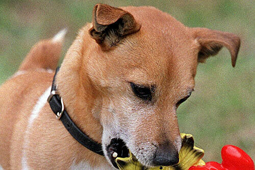 Jack Russel (Archivbild)