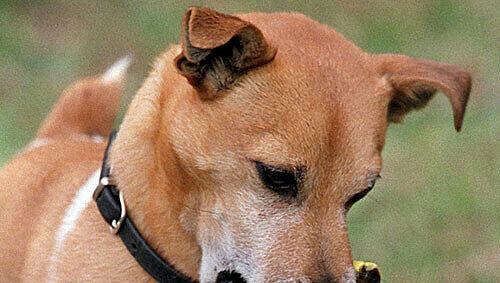 Jack Russel (Archivbild) Jack Russel (Archivbild)