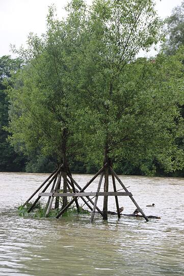 Die Isar führt Hochwasser: Die Bilder!