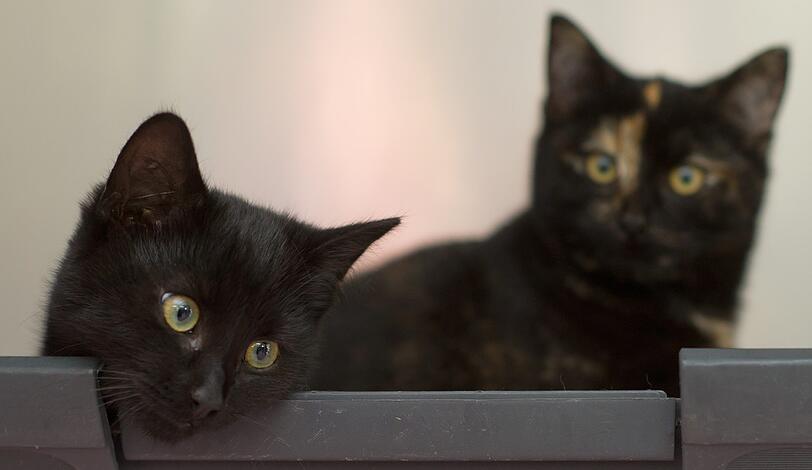 Wenn Hauskatzen die Wohnung verunreinigen, zahlt das nicht unbedingt die private Haftplfichtversicherung.