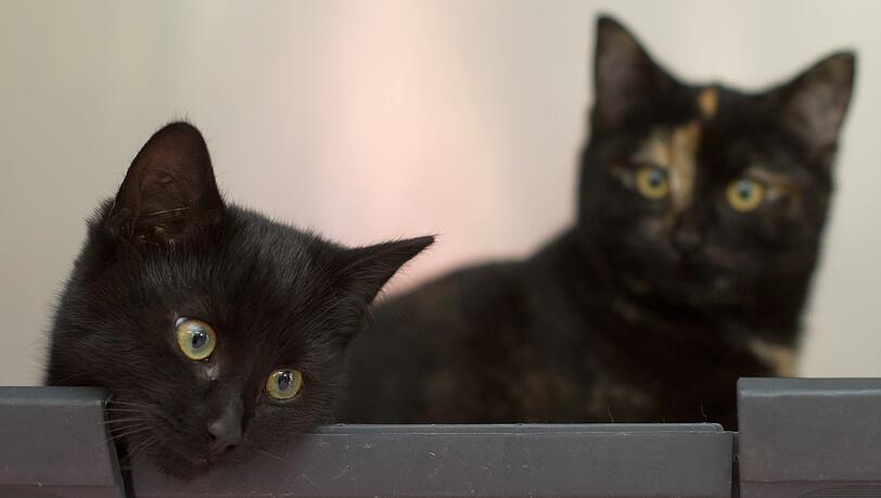 Wenn Hauskatzen die Wohnung verunreinigen, zahlt das nicht unbedingt die private Haftplfichtversicherung. Wenn Hauskatzen die Wohnung verunreinigen, zahlt das nicht unbedingt die private Haftplfichtversicherung.