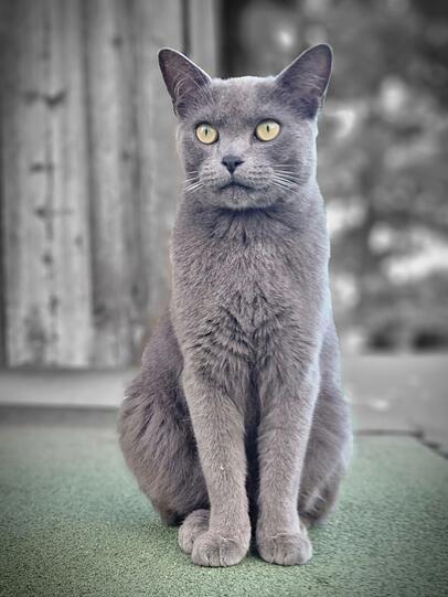 Balu