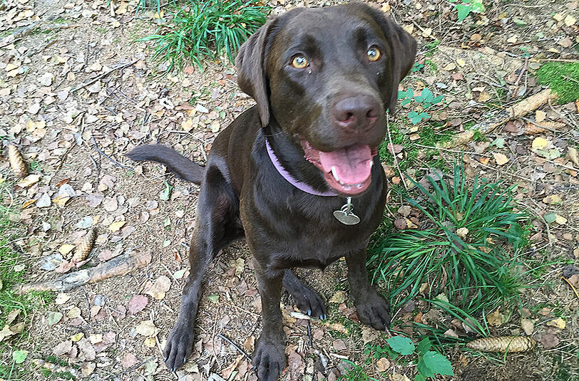 Labradorhündin Cleo bekam eine Pfefferspray-Attacke ab.