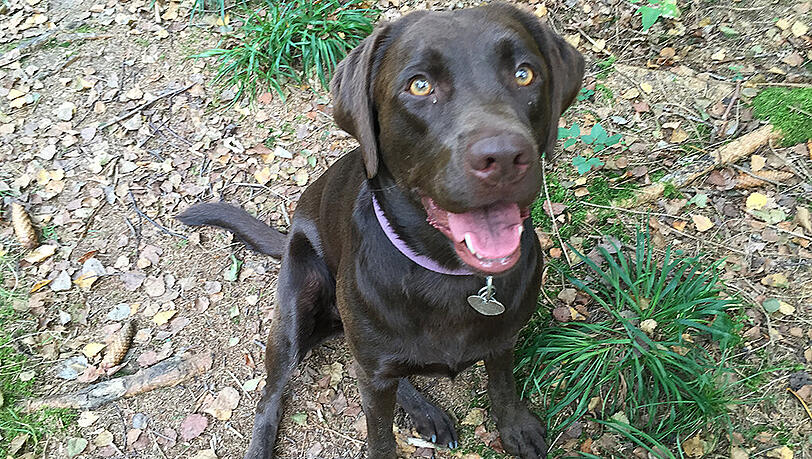 Labradorhündin Cleo bekam eine Pfefferspray-Attacke ab. Labradorhündin Cleo bekam eine Pfefferspray-Attacke ab.