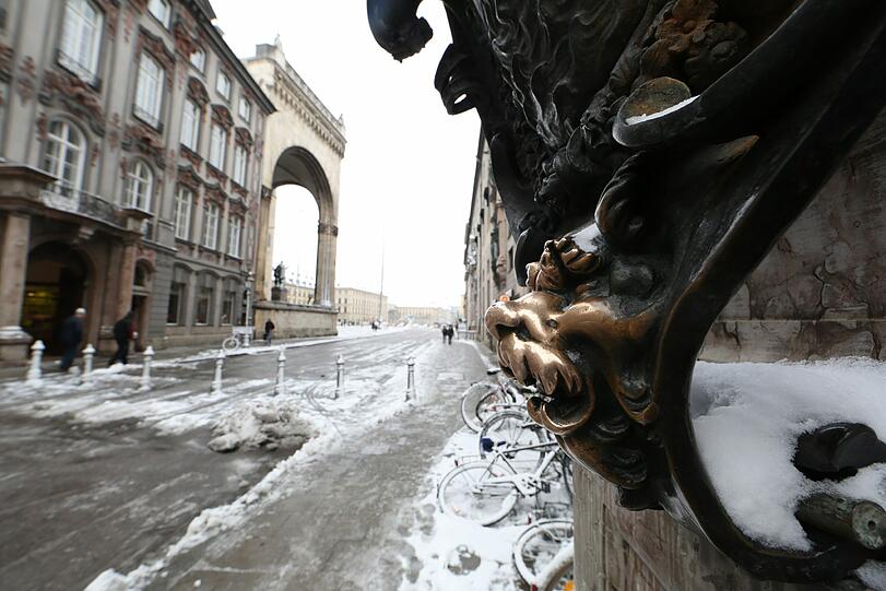 Das Glück kennt keine Jahreszeit: Die Löwennasen an der Residenz.