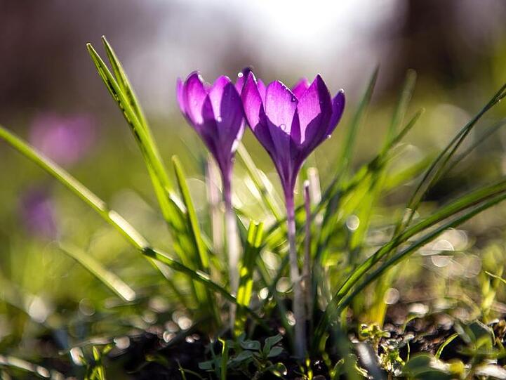 Krokusse blühen. Foto: Sina Schuldt/dpa/Symbolbild