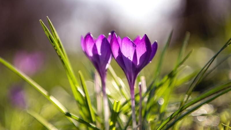 Krokusse blühen. Foto: Sina Schuldt/dpa/Symbolbild Krokusse blühen. Foto: Sina Schuldt/dpa/Symbolbild