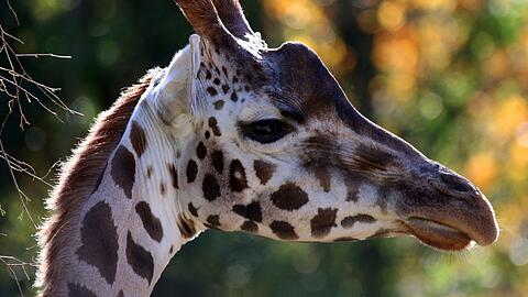 Auf Wetterschutzlamellen als Wärmedämmung reagieren Giraffen eher skeptisch.