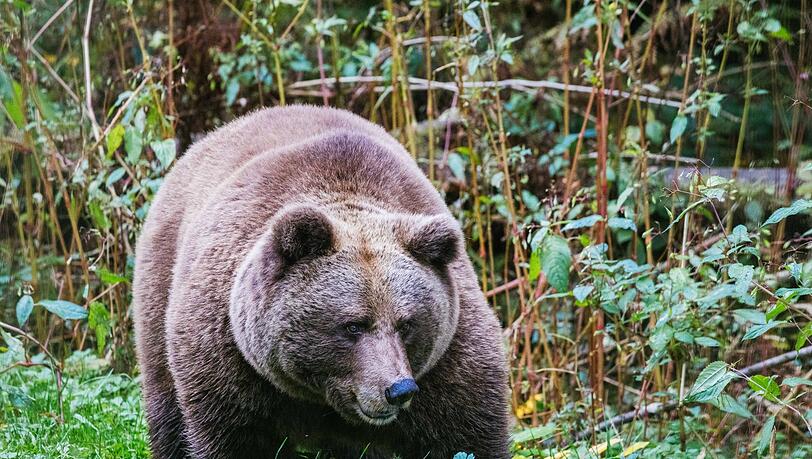 Im "Alternativen Wolf- und Bärenpark Schwarzwald" steht eine Bärin. Hier soll künftig auch die Bärin Gaia zuhause sein.