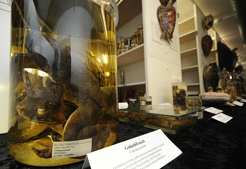 Ein Goliathfrosch. Über 25.000 Exponate präsentierte die Zoologische Staatssammlung am Samstag bei ihrem Tag der Offenen Tür. Die Bilder.