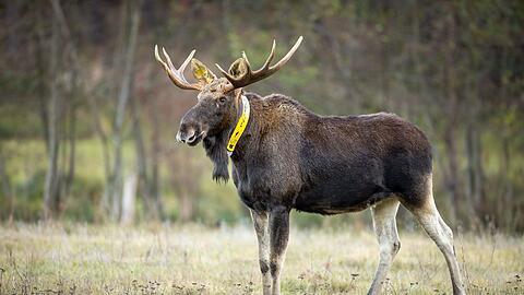 Nicht nur die Wissenschaftler trauern um ihn - auch f&uuml;r Menschen im Naturpark ist sein Tod ein Verlust. (Archivbild)