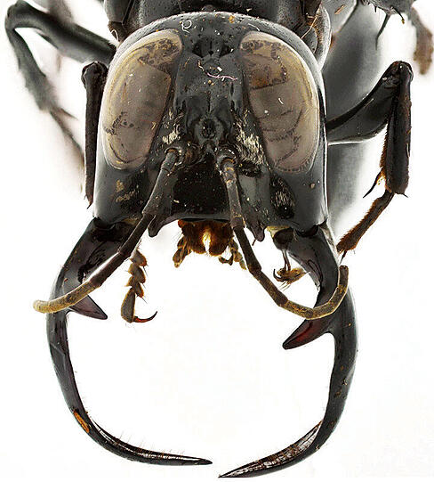 Mit ihren gigantischen Kiefern halten die Männchen unter anderem die Weibchen beim Sex fest.