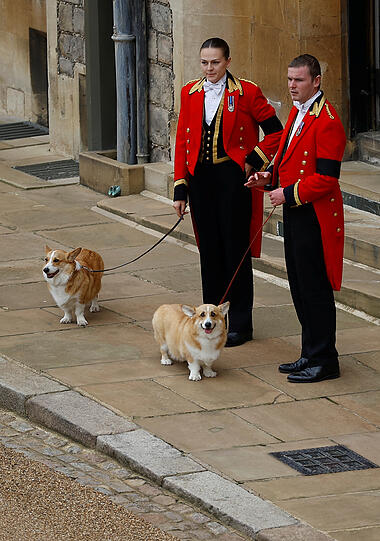 Die beiden Corgis der Königin, Muick und Sandy, sind während der feierlichen Prozession durch Schloss Windsor vor der Beisetzung von Königin Elizabeth II. zu sehen.