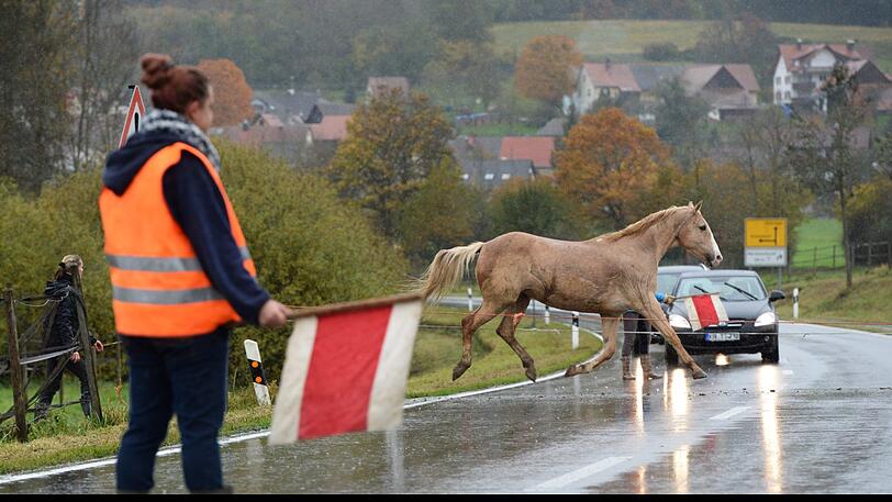 In Aubing sorgten am Donnerstagmorgen Pferde auf der Straße für Chaos.
