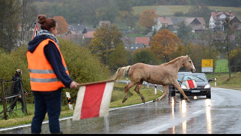 In Aubing sorgten am Donnerstagmorgen Pferde auf der Straße für Chaos. In Aubing sorgten am Donnerstagmorgen Pferde auf der Straße für Chaos.