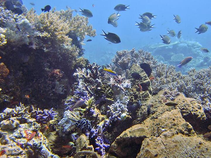 Fische schwimmen an einem Korallenriff vor der indonesischen Komodo-Insel.