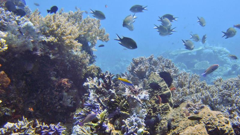 Fische schwimmen an einem Korallenriff vor der indonesischen Komodo-Insel. Fische schwimmen an einem Korallenriff vor der indonesischen Komodo-Insel.