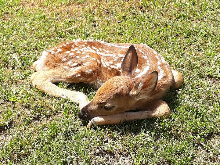 Überraschender Bambi-Nachwuchs in München