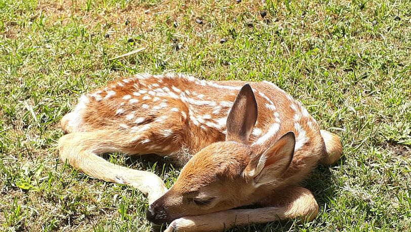 Überraschender Bambi-Nachwuchs in München Überraschender Bambi-Nachwuchs in München