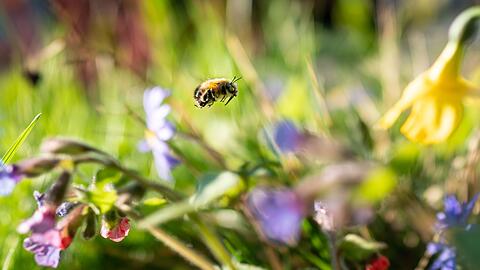 Das typische Fr&uuml;hlingsgef&uuml;hl entsteht auch durch die kleinen Lebewesen um uns herum. (Archivbild)