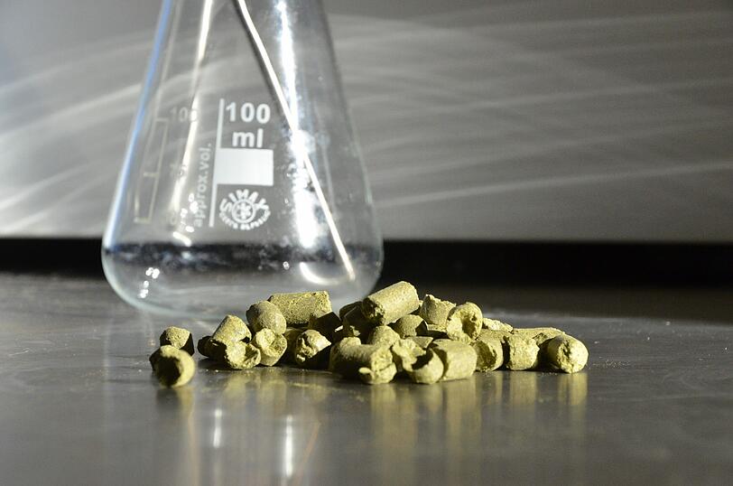 Erst jetzt kommt der Hopfen dazu. Anders als bei anderen Bieren hat dieser ein starkes Zitrus- und Maracuja-Aroma. Das Gebräu ist jetzt sehr trüb, hat aber noch keinen Tropfen Alkohol. Bevor aber der kommt...