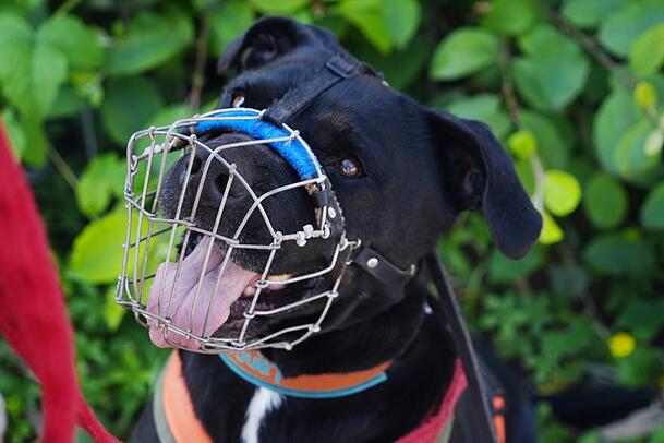 Die meisten Tierheimhunde tragen bei den Gassi-Ausflügen vorsorglich Maulkörbe. Gefährlich sind sie deshalb aber nicht automatisch. Die meisten Tierheimhunde tragen bei den Gassi-Ausflügen vorsorglich Maulkörbe. Gefährlich sind sie deshalb aber nicht automatisch.