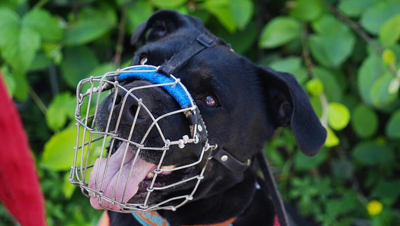 Die meisten Tierheimhunde tragen bei den Gassi-Ausflügen vorsorglich Maulkörbe. Gefährlich sind sie deshalb aber nicht automatisch. Die meisten Tierheimhunde tragen bei den Gassi-Ausflügen vorsorglich Maulkörbe. Gefährlich sind sie deshalb aber nicht automatisch.