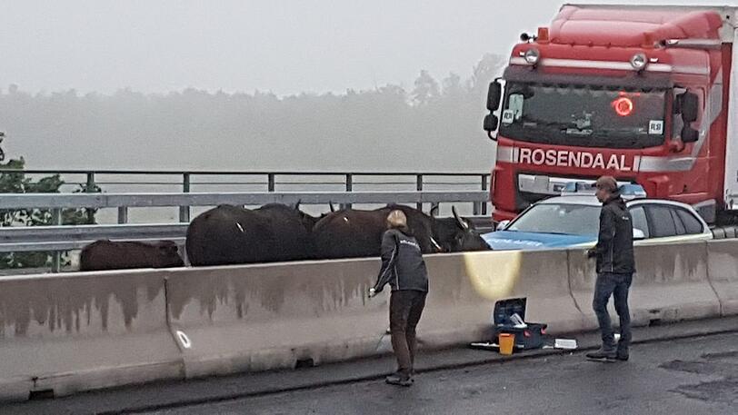 Betäubte Wasserbüfel stehen auf der Autobahn 3 (A 3) zwischen dem Dreieck Langenfeld und dem Kreuz Leverkusen.