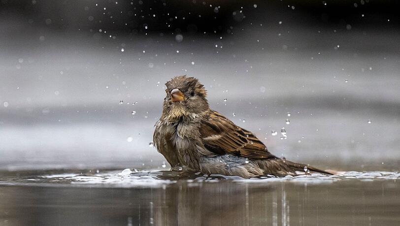 Ein Haussperling, auch Spatz genannt, badet in einer Pfütze.