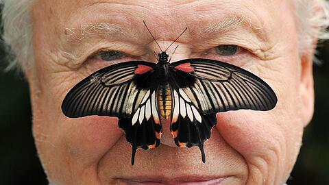 Zu seinem 100. Geburtstag erhielt David Attenborough einen pers&ouml;nlichen Brief von K&ouml;nig Charles. (Archivfoto)