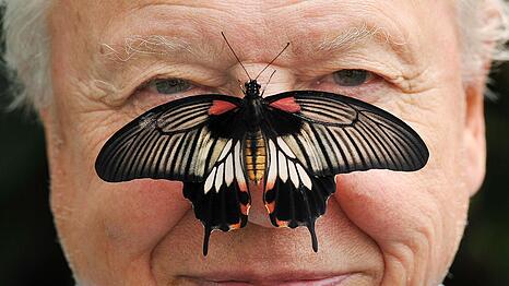 Zu seinem 100. Geburtstag erhielt David Attenborough einen pers&ouml;nlichen Brief von K&ouml;nig Charles. (Archivfoto)