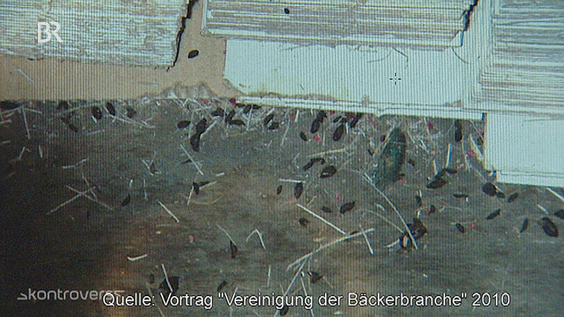 &bdquo;Schadnagerkot im Lager&ldquo;: Das Foto zeigt Hinterlassenschaften von Ratten und Mäusen.