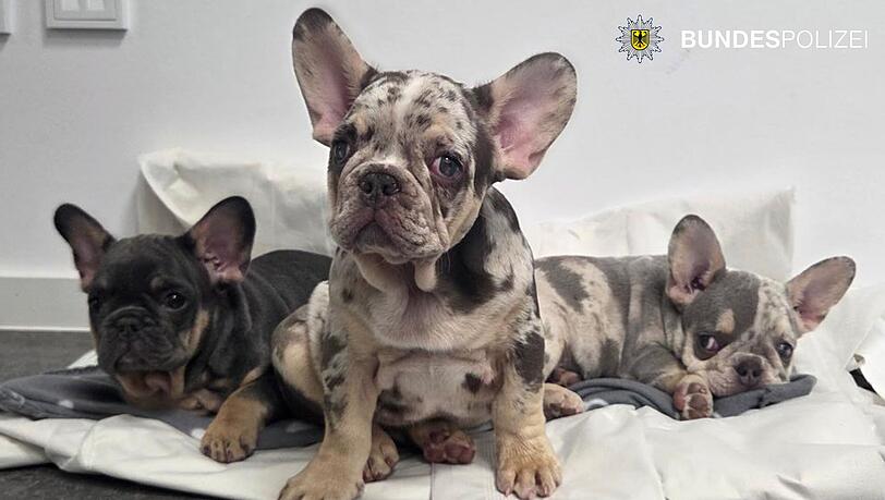 Die drei kleinen Hundebabys, die die Bundespolizei in München abgefangen hat. Die drei kleinen Hundebabys, die die Bundespolizei in München abgefangen hat.